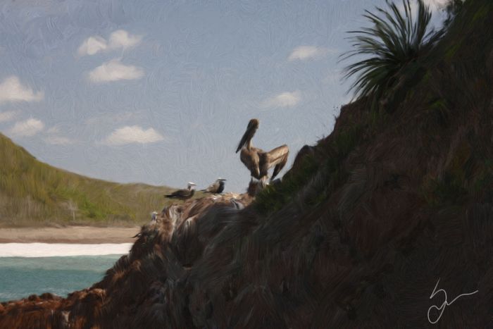 pelican